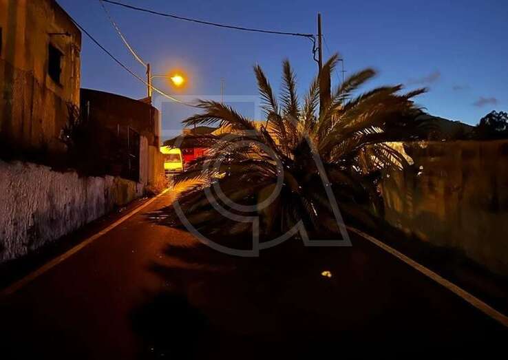 Cogollo de la palmera sobre la vía/TA.